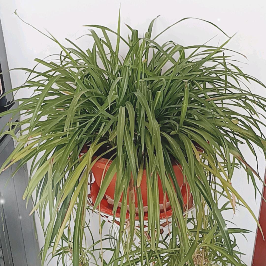 芬芳我有情你无意