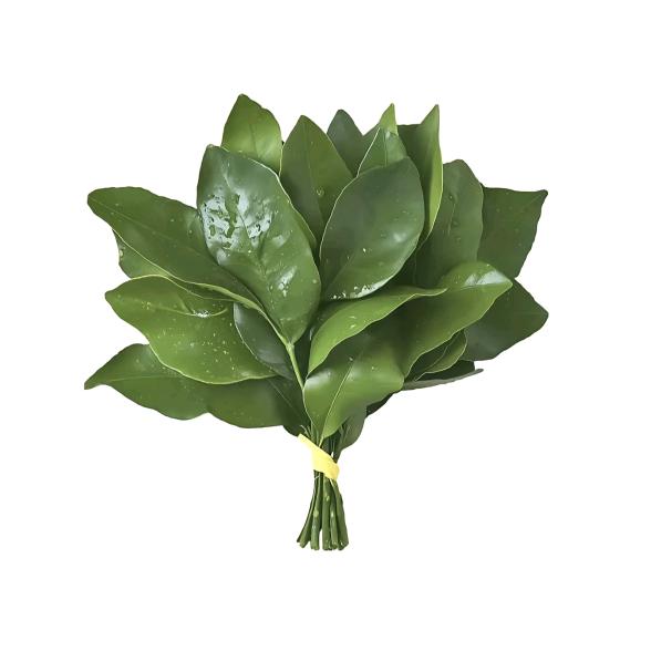 冲动的蓝西瓜🍉