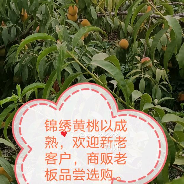 lyj三小吃货