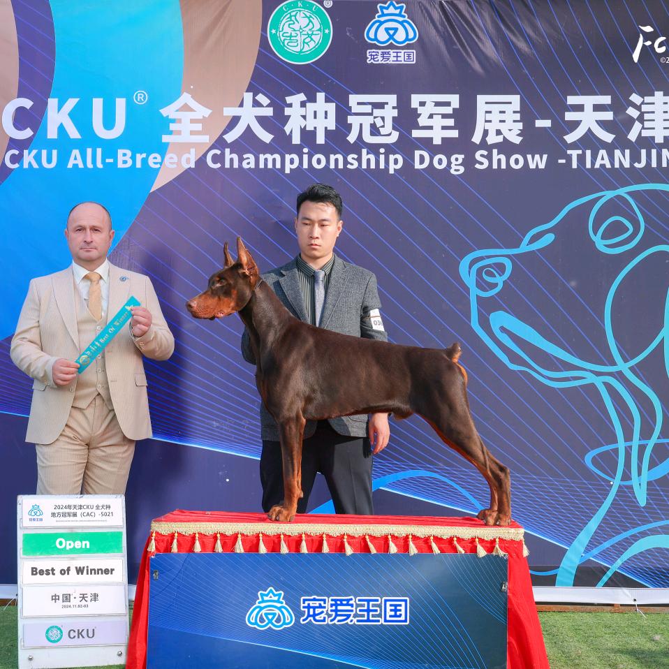 天津鼎信杜宾犬舍