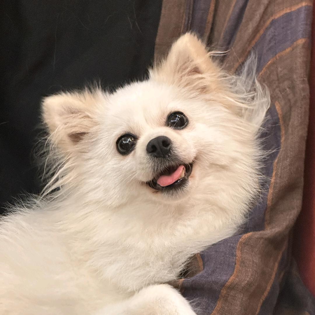 又是西西