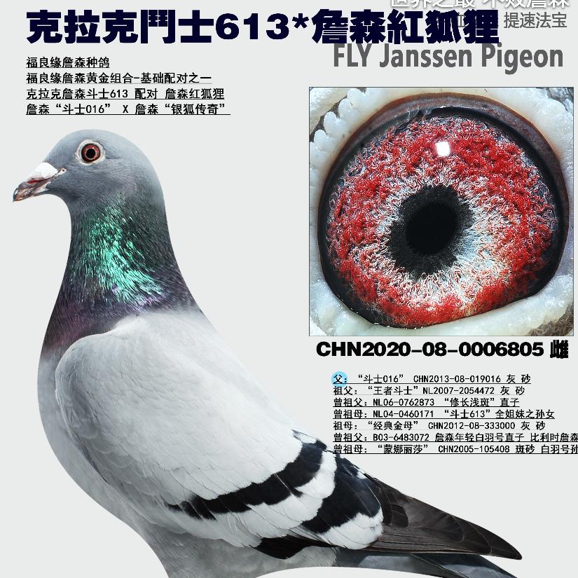 黄凤鸽舍