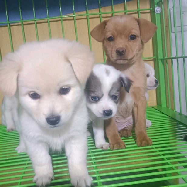 新乡宠物市场老闫代购