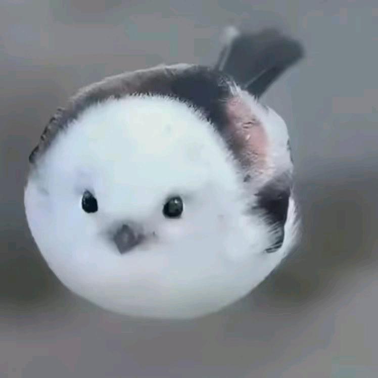 爱如烟