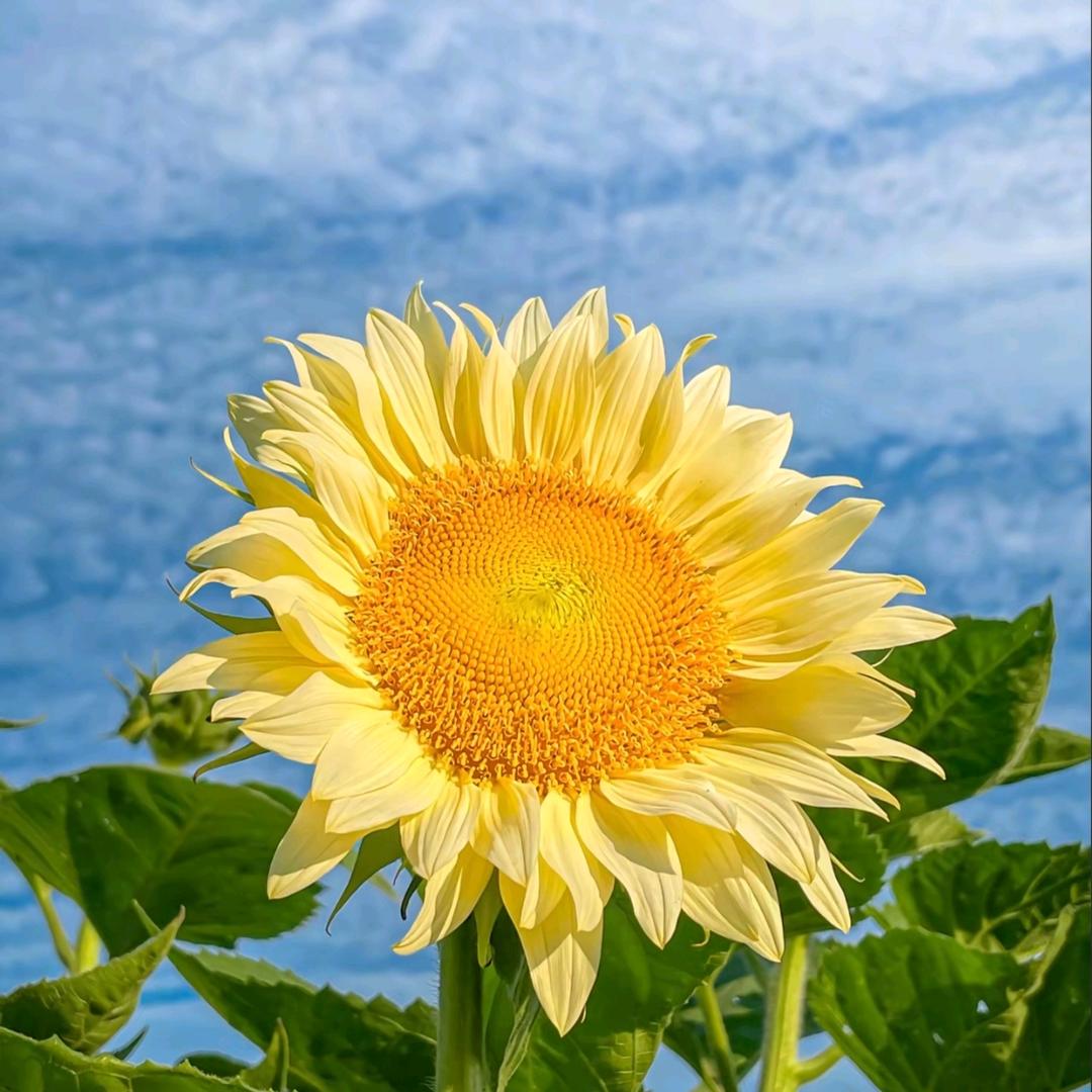 梧桐