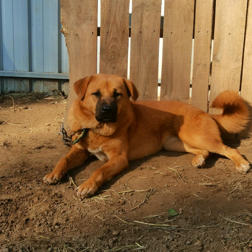 正定大笨狗保育基地
