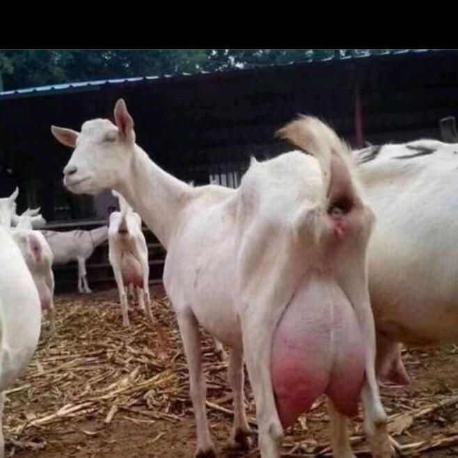 蚌埠高阳鲜羊奶