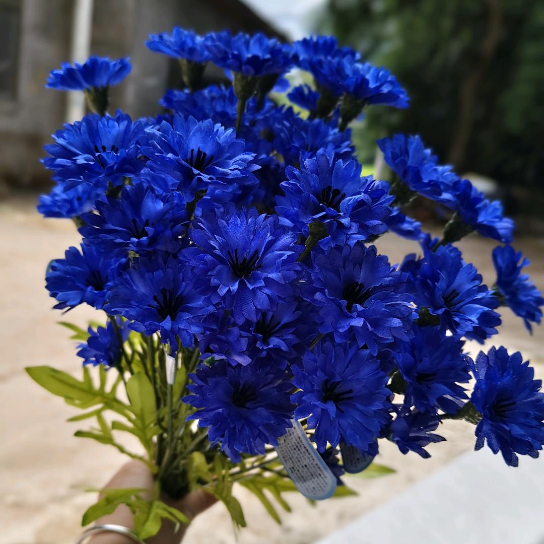 芝儿☁️