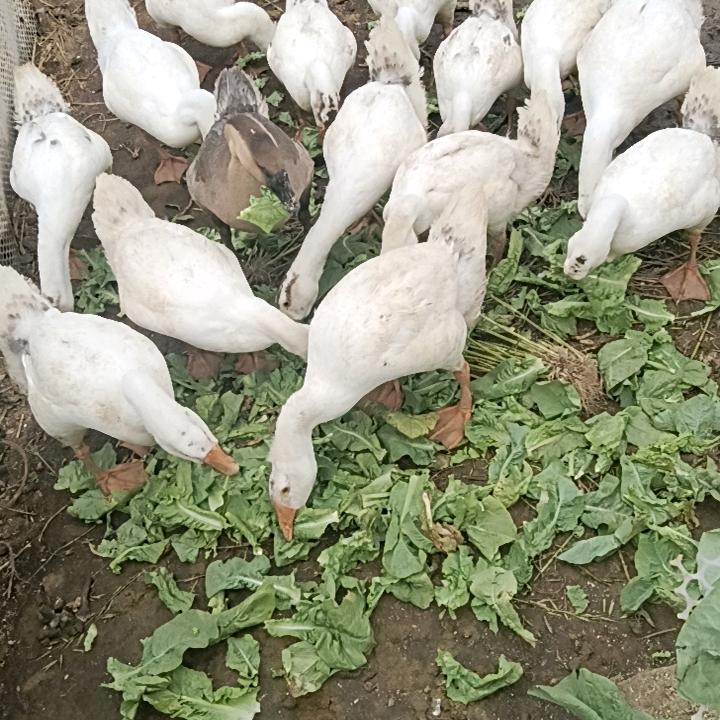 我还是你的朋友