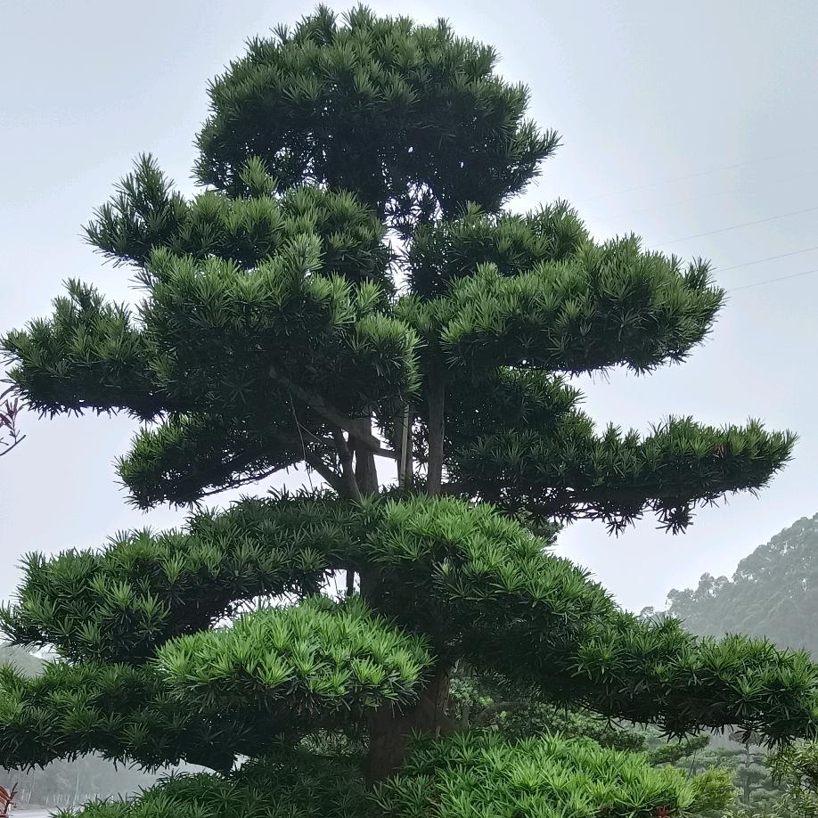 茶树花🌸