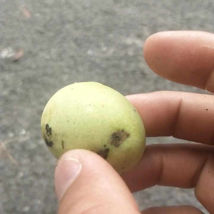 小豆包