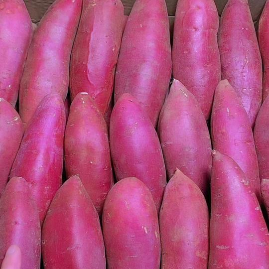 1. 欧行万里，金芒自利