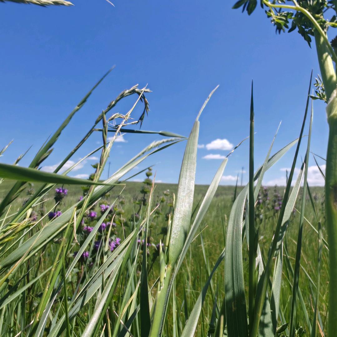 内蒙蒙先森牛羊肉特产
