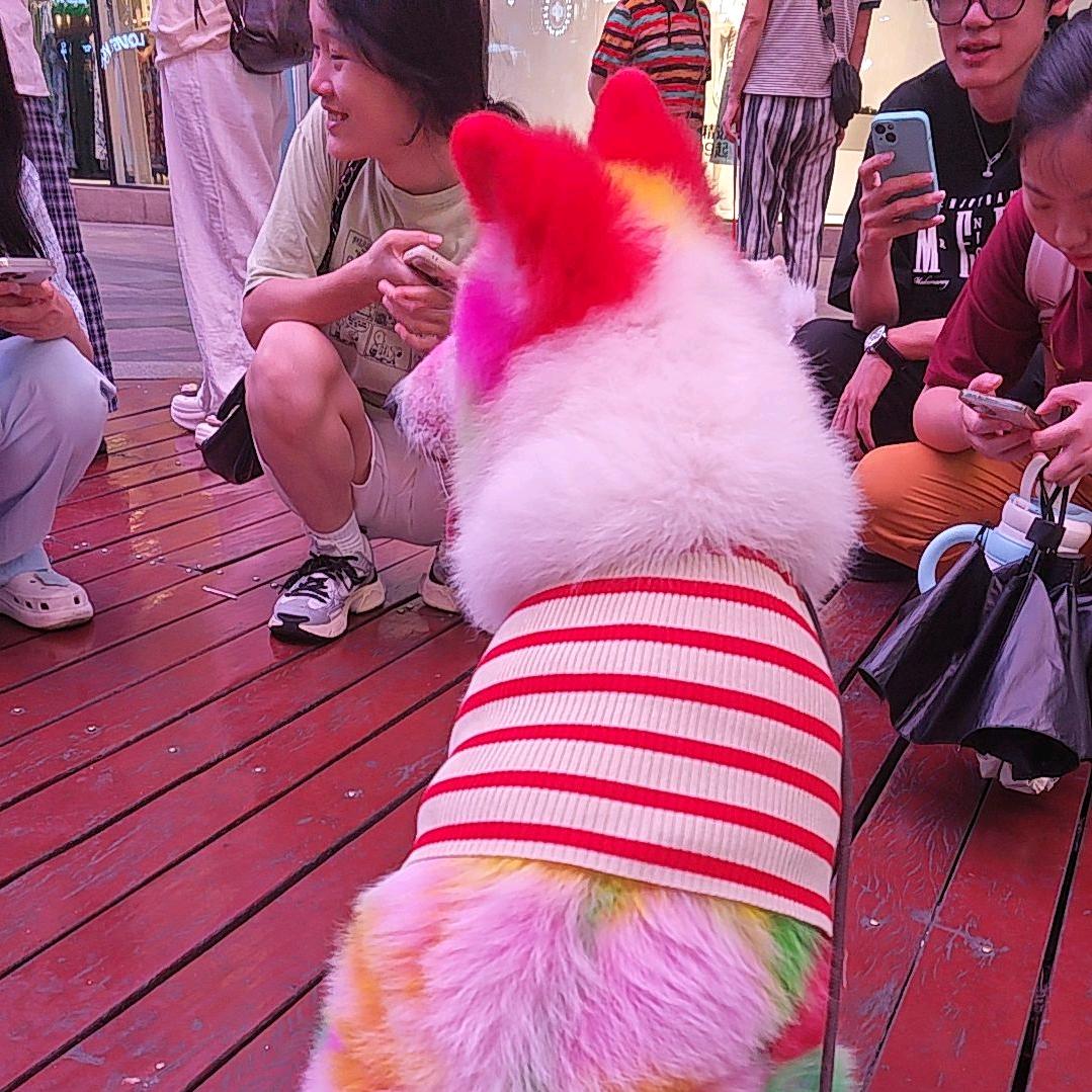 @陈开心是狗🐶