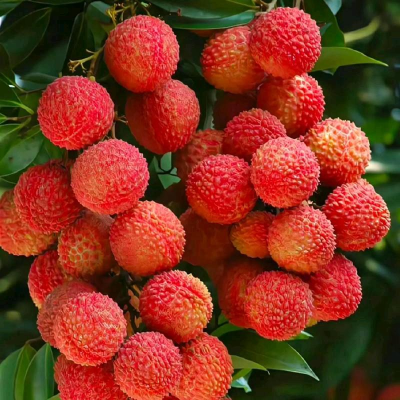 吉信有限公司2张总管