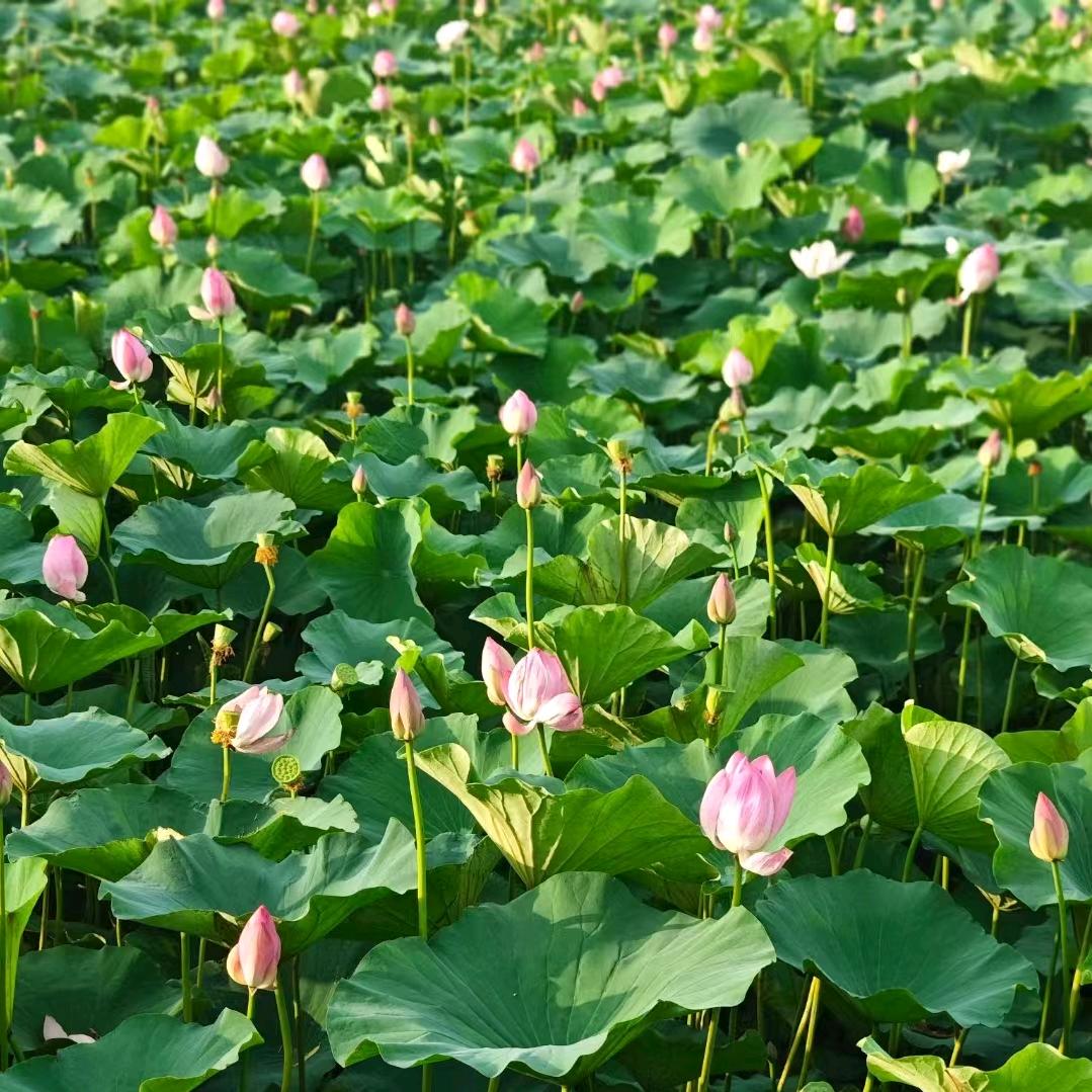 茗