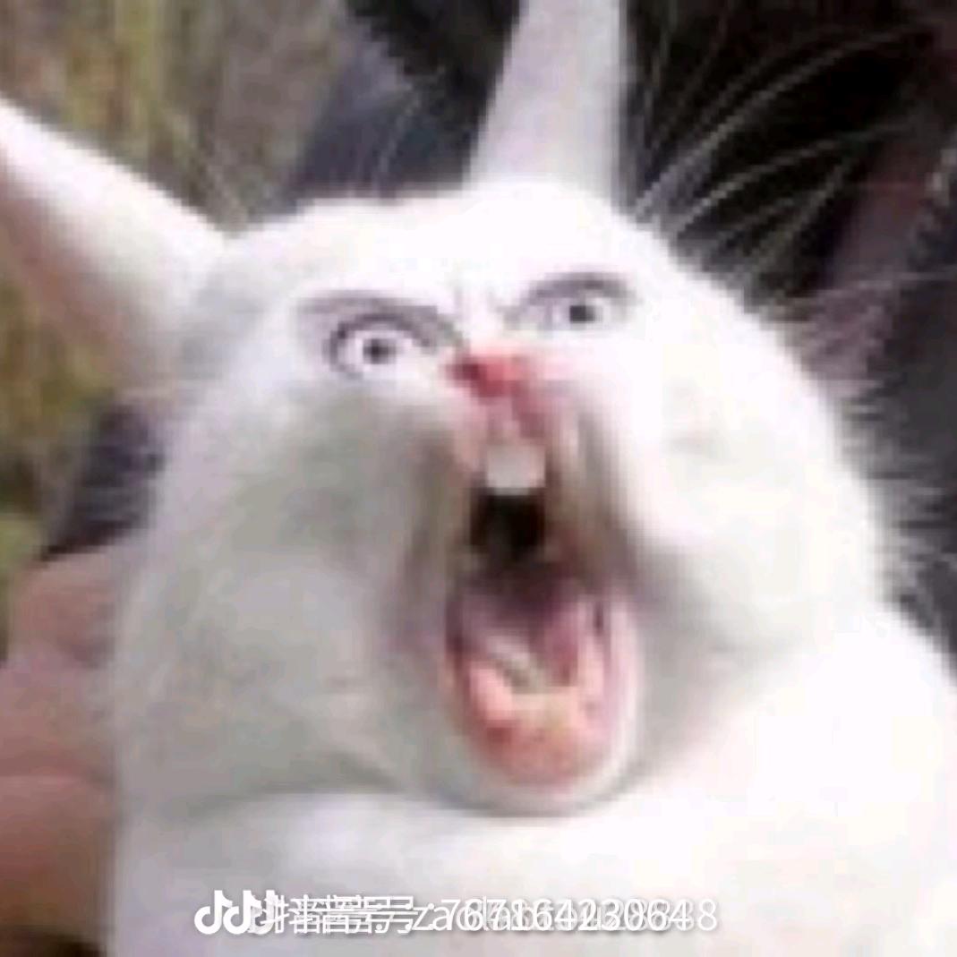 咖哩魚丸沒魚味又沒咖哩味