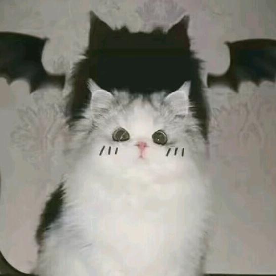 ^孤独小猫&头像