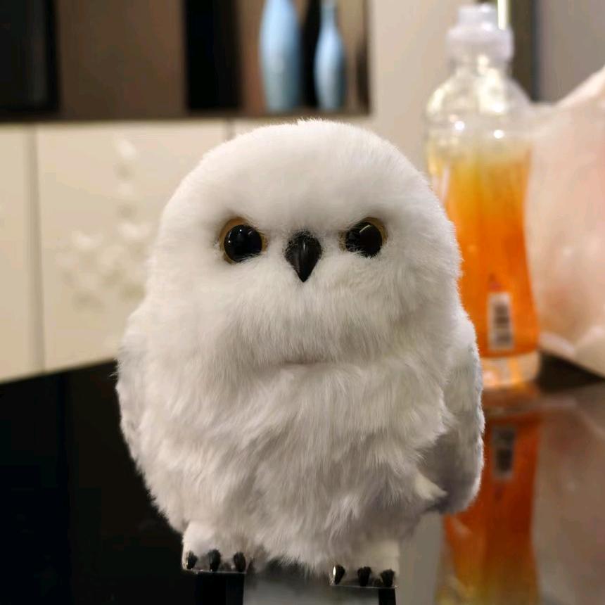 爱吃饭的猫头鹰