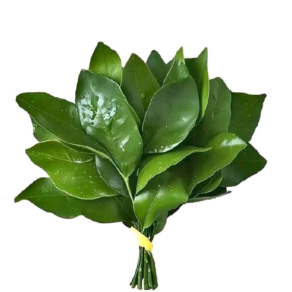 打鸡血的疯兔🐇