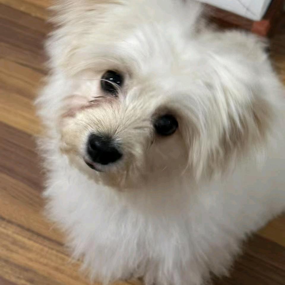 一只雪球