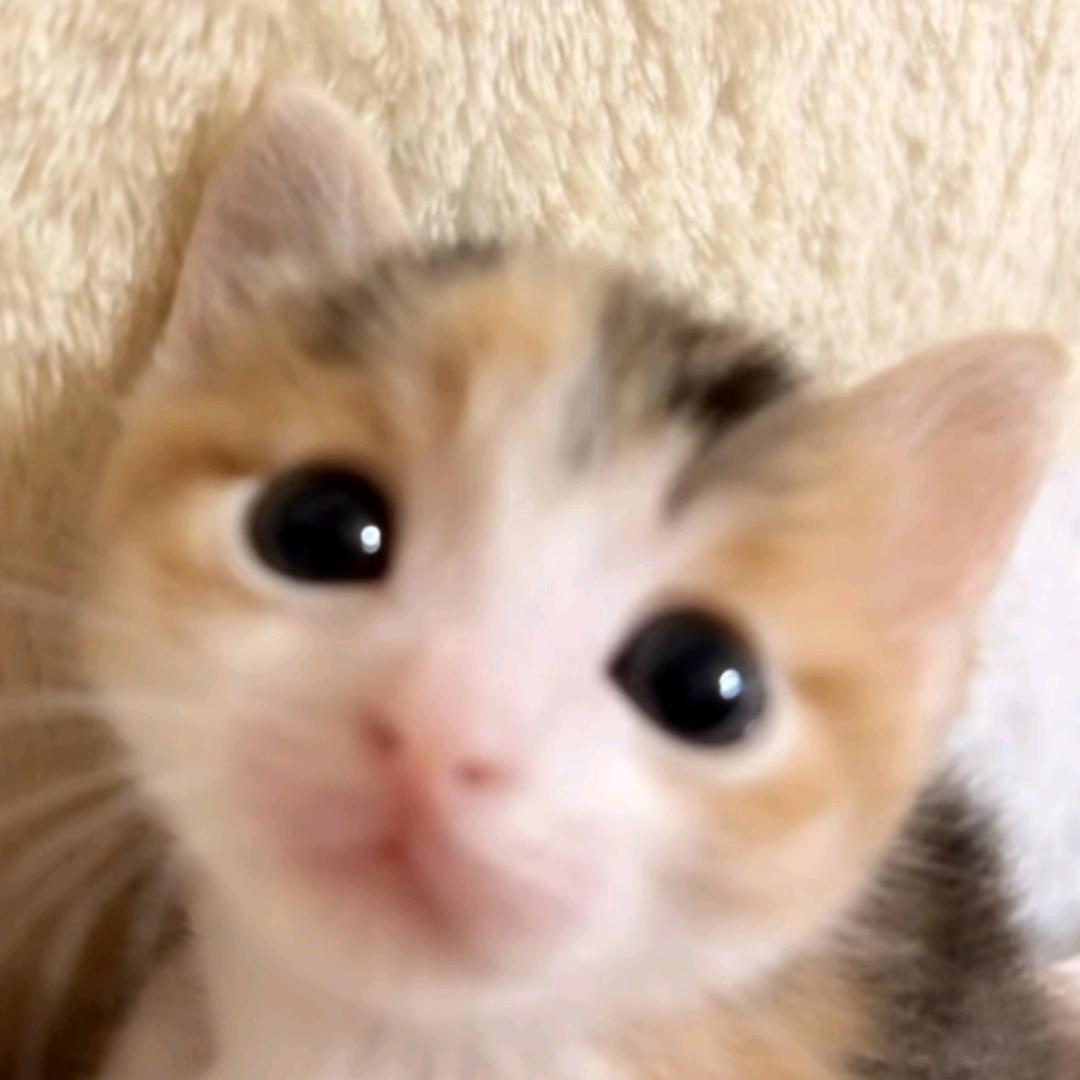 薯条要吃麦当劳的🍟