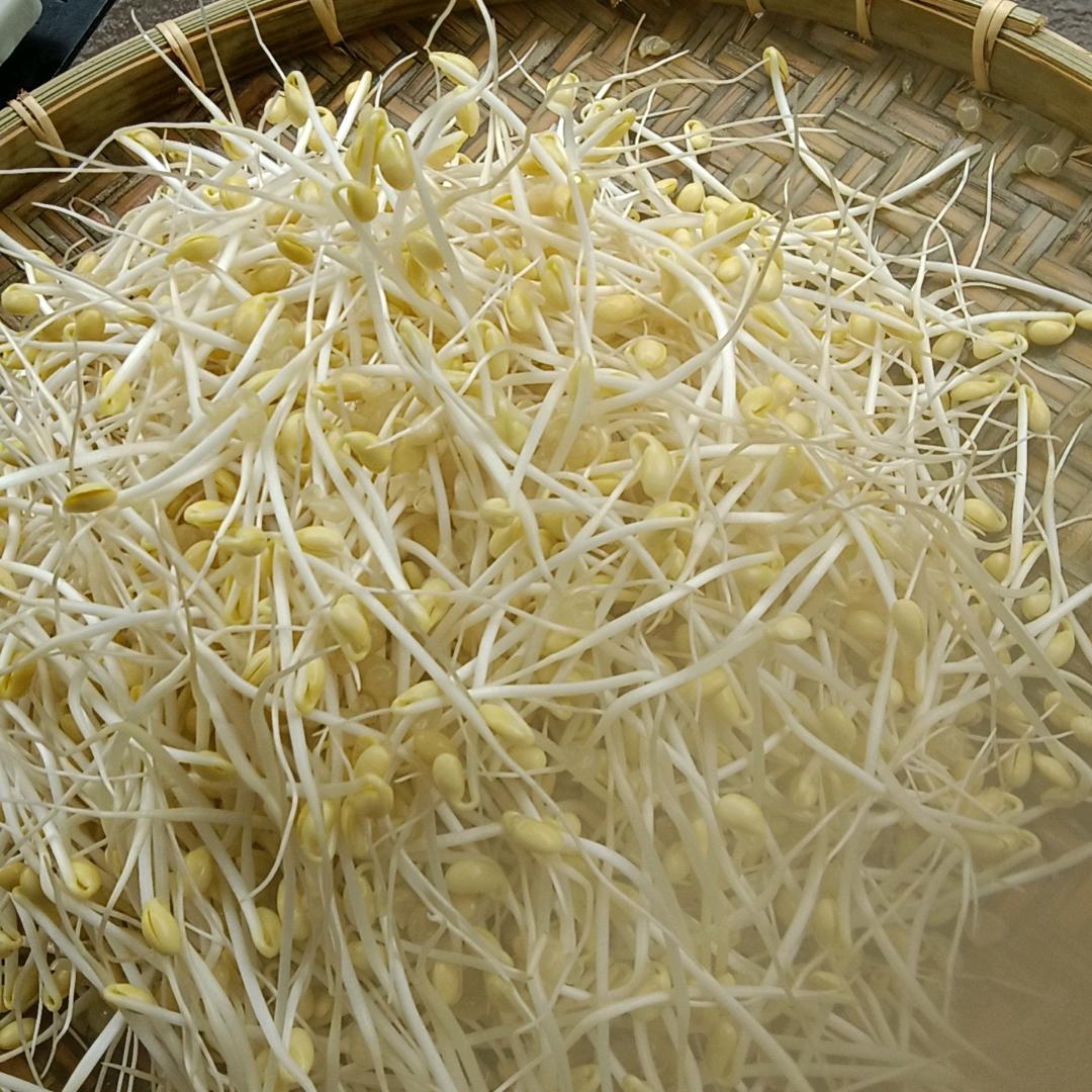 小庞哥(原生态豆芽)
