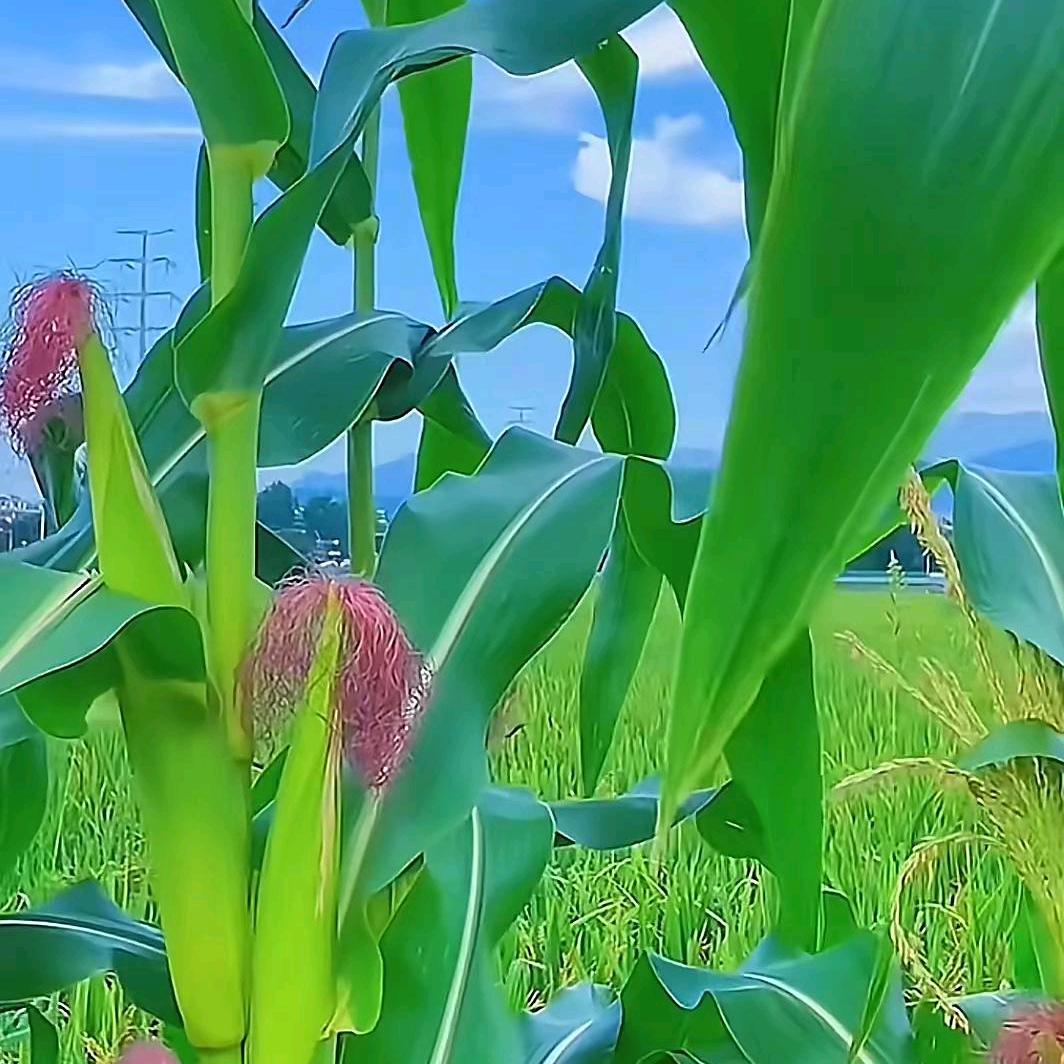 文