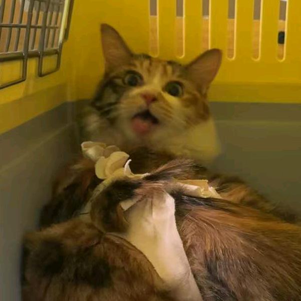 蛋蛋目前三岁半