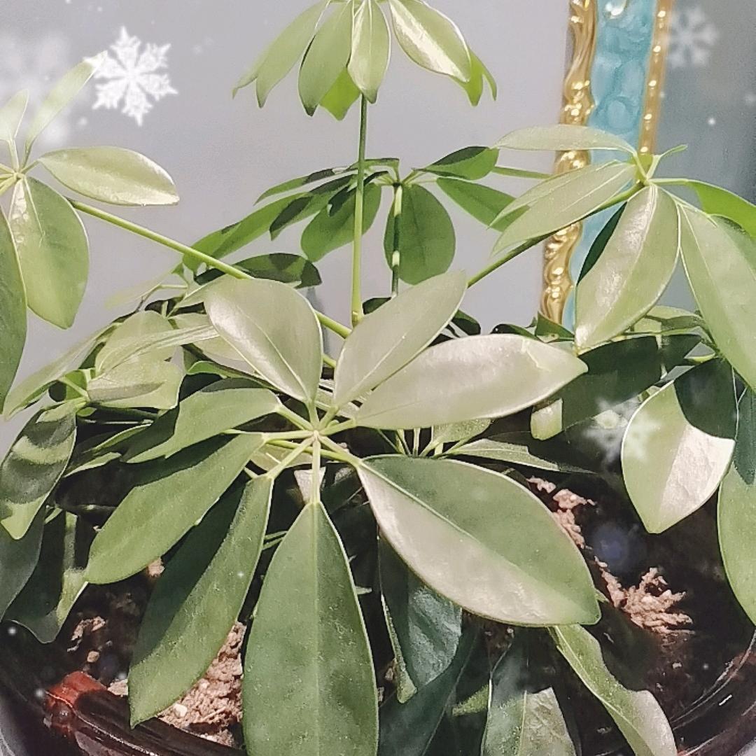 英姐短剧
