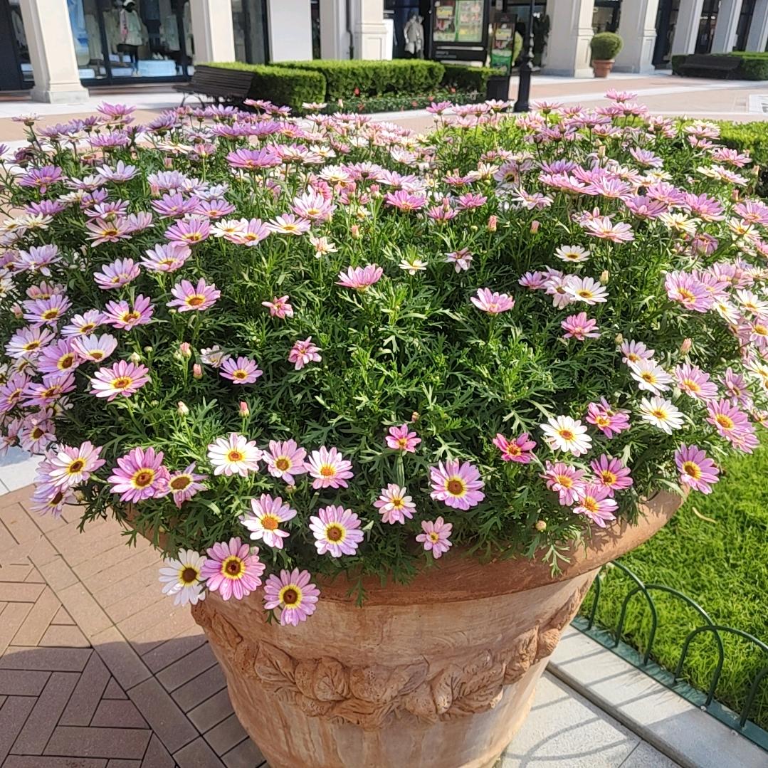 💋张家大小姐💘💘💘