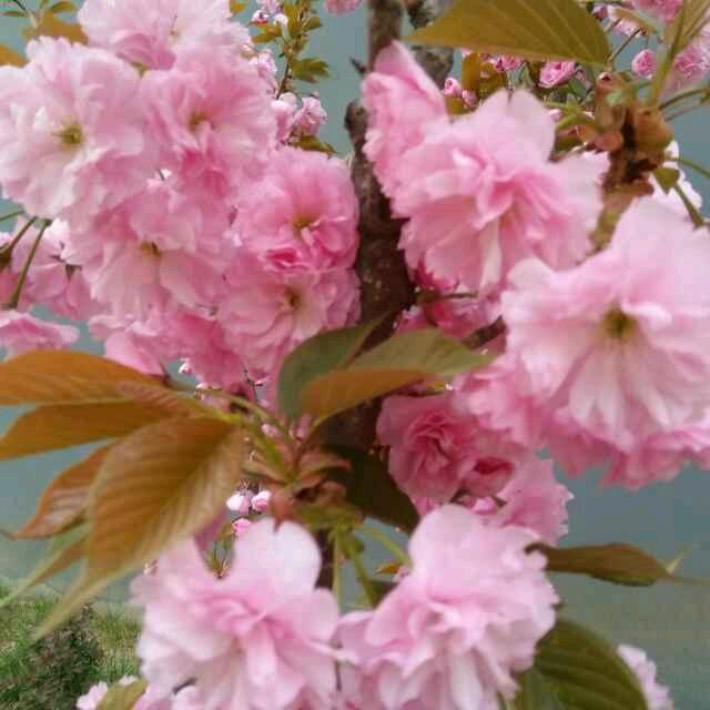 菲