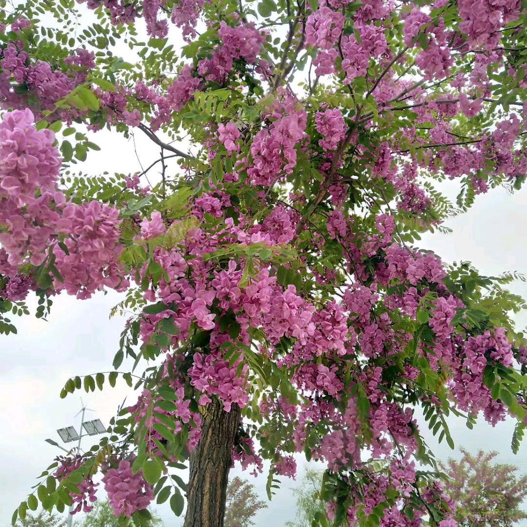 🦚🦚🦚🦚🦚🦚