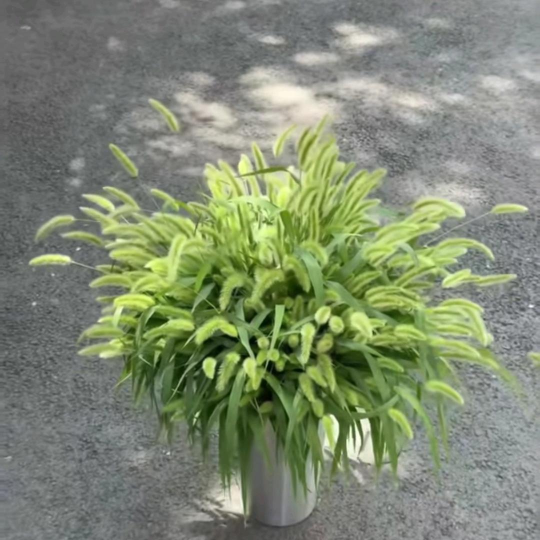 随风飘