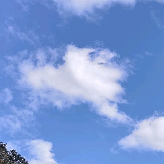 花开富贵A👴🏻