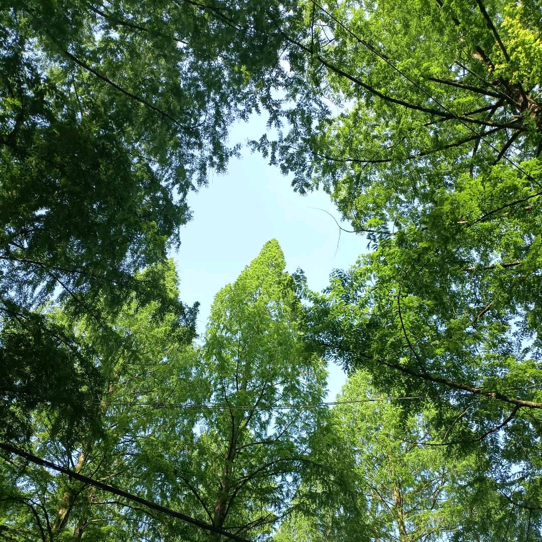 竹竹燚燚🌾🌾🌾🌾🎋🎋🎋🎋