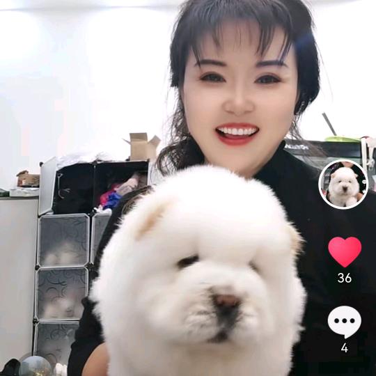 养松狮的瑞姐