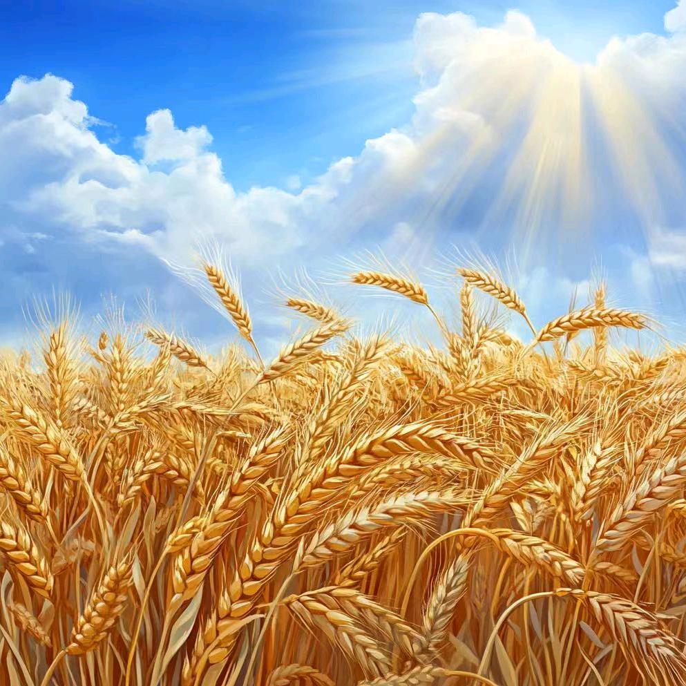 风雨过后皆彩虹