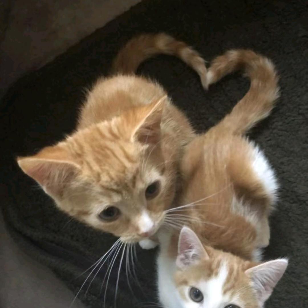L&P