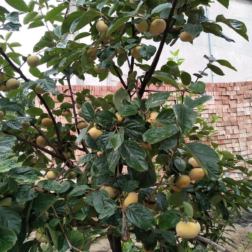 一生平安常年招工茶叶，枸杞，农活，扶农。