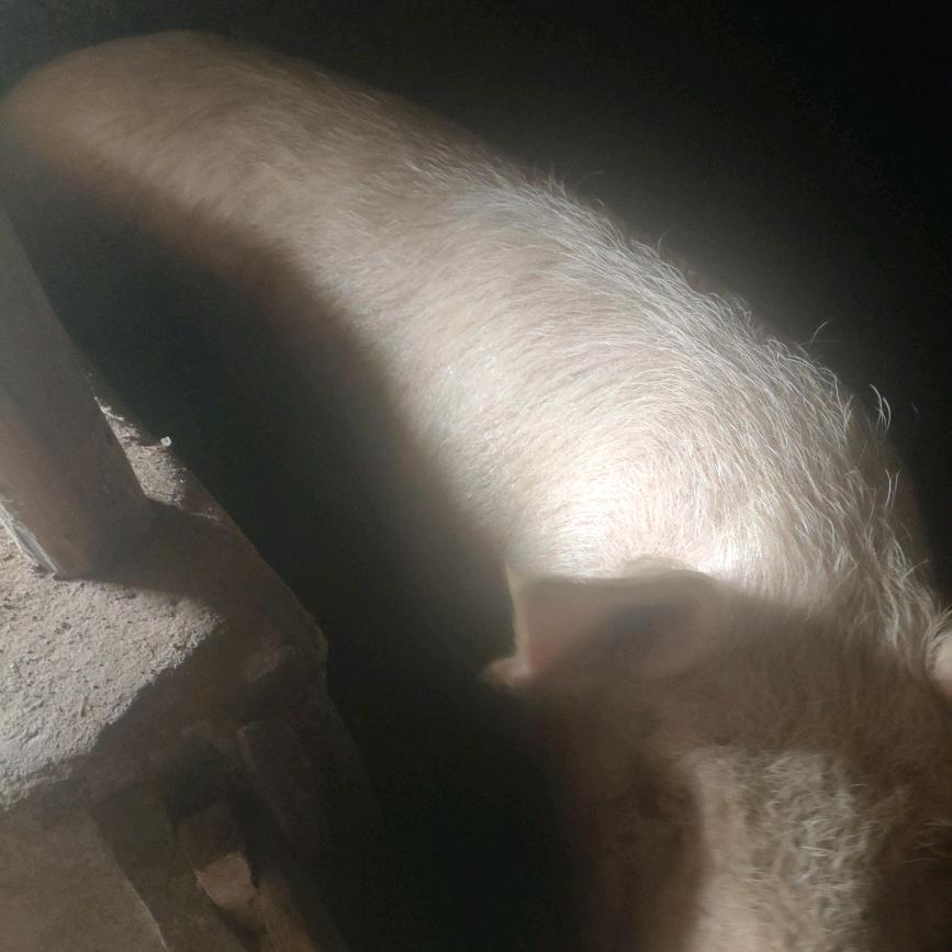 上等猪肉铺，扎西尚城优品果源