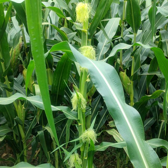 宝米花™️（文玩玉米）