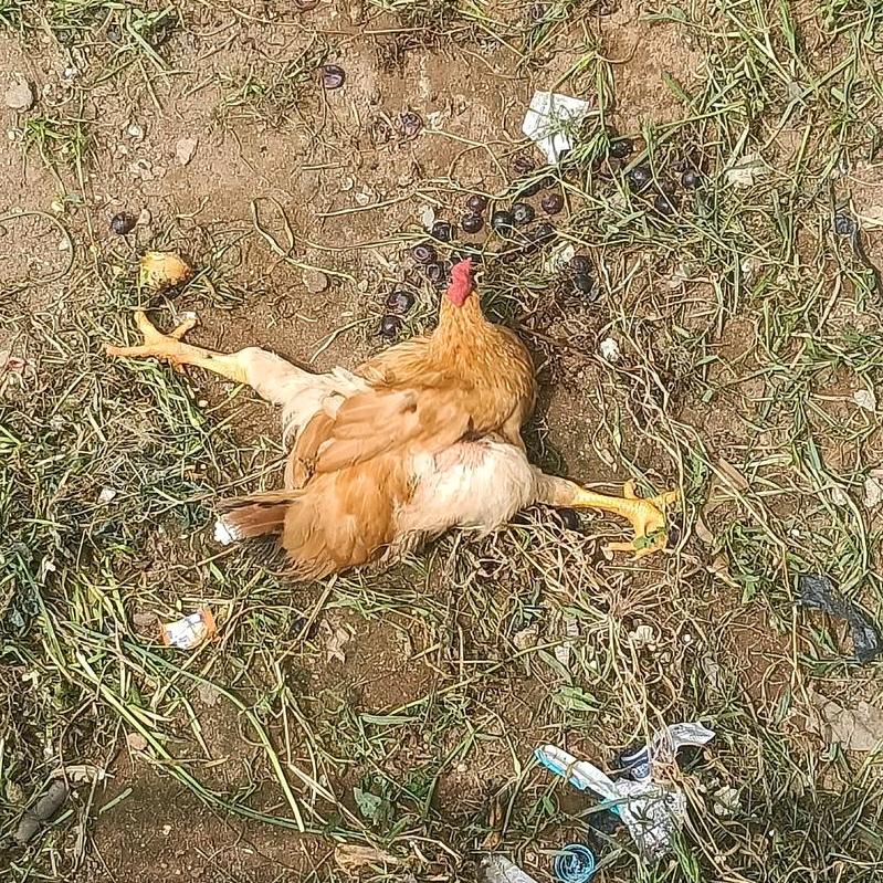 烤劈叉鸡专家