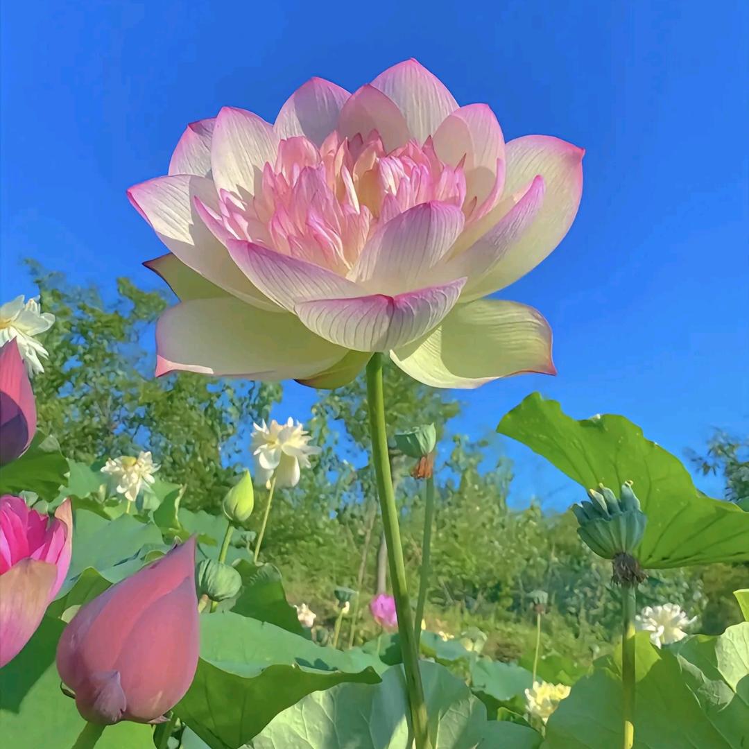 宝贝儿