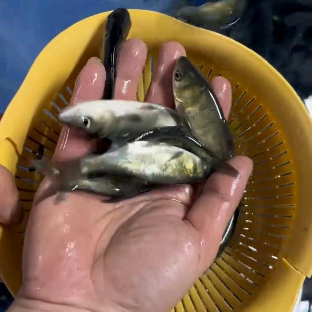 好运水产鱼苗批发