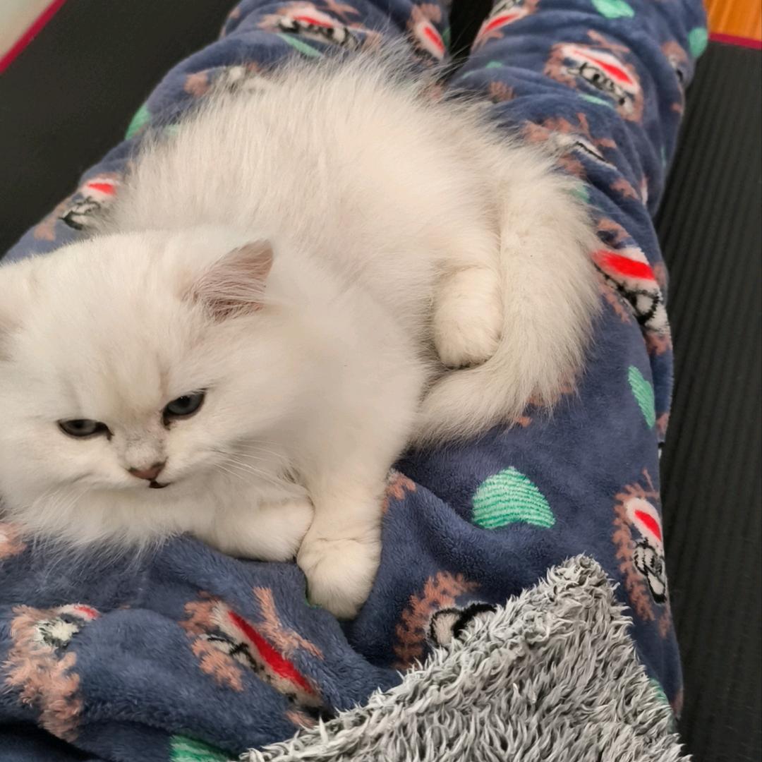 OW2蛇蛇（守望先锋）