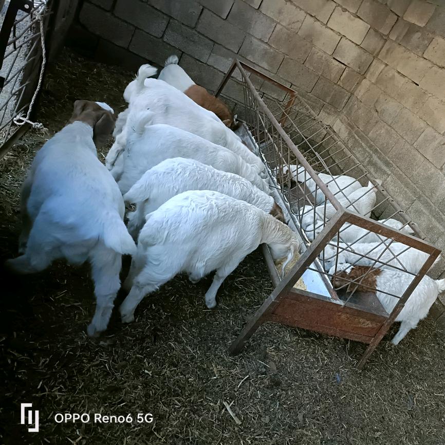 养羊🐏老九