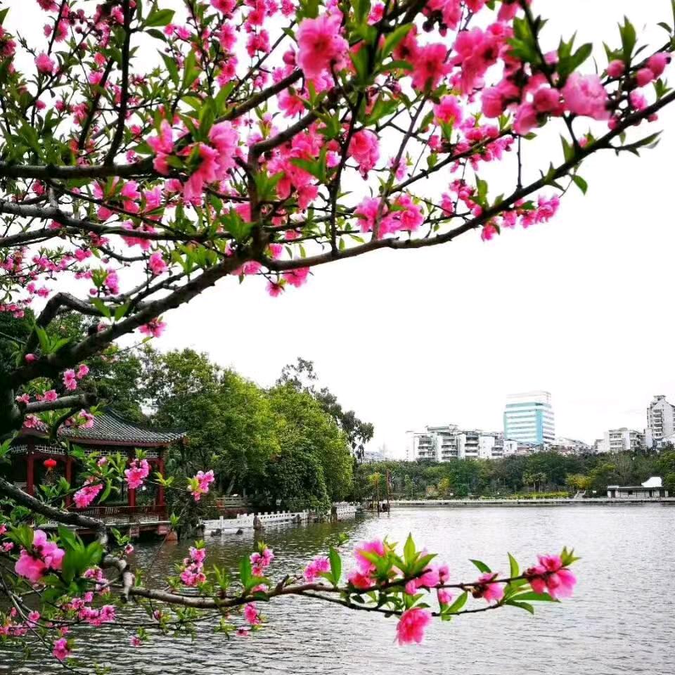 奉节草堂脐橙