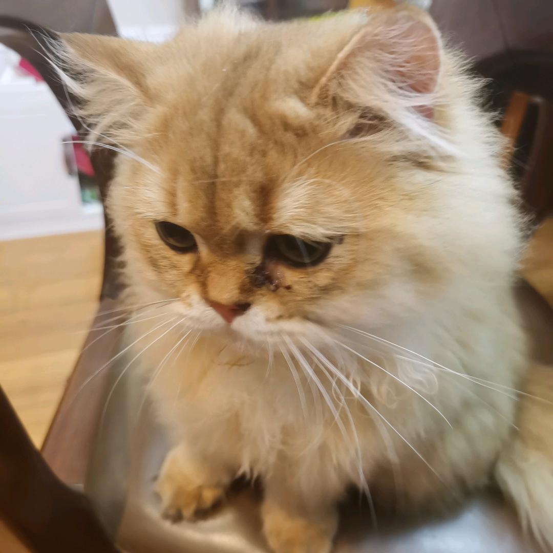 金豆^O^橙子🍊