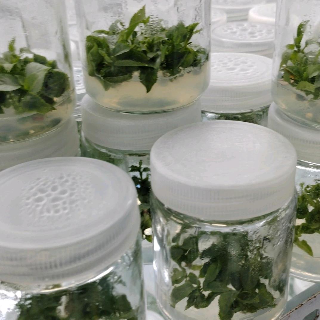 组培樱桃苗苹果苗